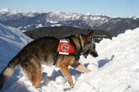 Schaeferhund „Eros“ (c) Lawinenhundestaffel Salzburg