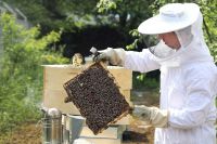 Bienenlandeplatz (c) Salzburg Airport