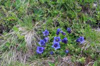 Enzian LiVE (c) Maier .jpg