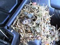 tierisch gemütlich (c) ÖAMTC