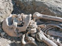 Spitalsfriedhof SALK Impressionen 10 (c) maic.jpg